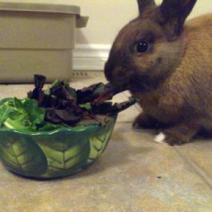 Basil eating
